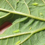 First, second, and third instar potato leafhopper nymphs. 