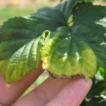 Hopperburn: visual V-shaped chlorosis injury caused by potato leafhopper. 