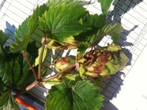 Dark brown bracts are a symptom of hop downy mildew.