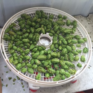 Getting ready to pop some hops in the dehydrator.