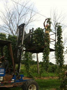 2014 harvest at Borderview Research Farm.