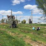 Stringing our hop yard.