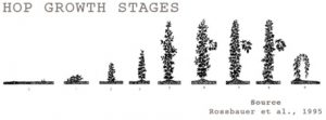 HPA - Hop Growth Stages Cover Photo with rossbauer cropped