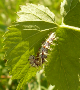 Eastern comma caterpillar.