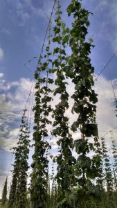 Main hop bines reach the top wire (6/29/16)!