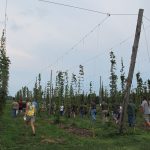 Folks tour the hopyard at past annual field day.
