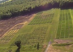 Bird's eye view of our hopyard.