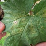 Stippling caused by  two spotted spider mite damage.