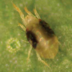 Adult female two spotted spider mite with prominent black spots on each side (photo courtesy of D.G. James).