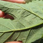 Two spotted spider mites on the underside of a hop leaf.