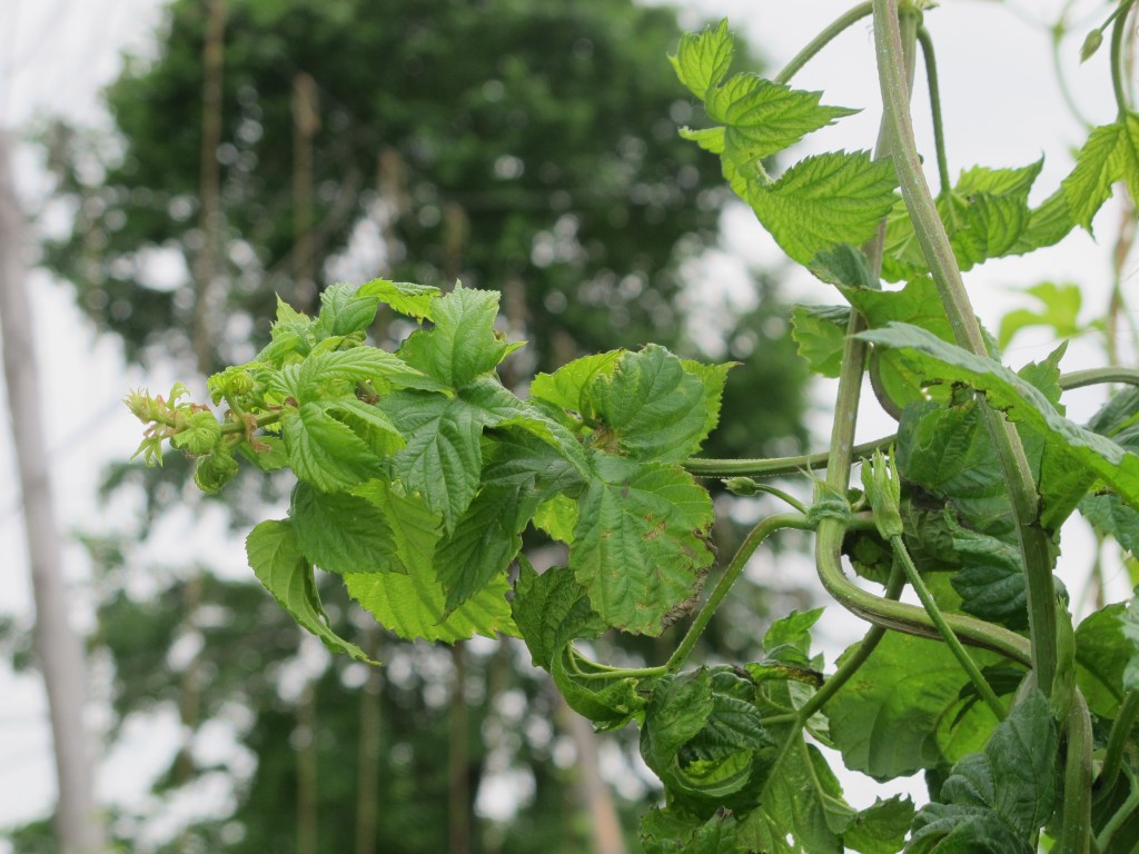 Downy Mildew