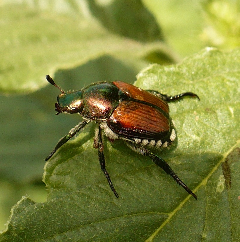 Japanese beetles on hops in the Northeast