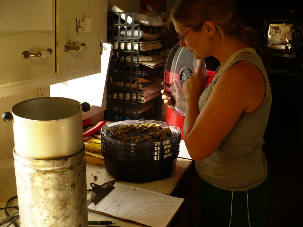 Determining hop dry matter in a Koster Moisture Tester at left, and with a food dehydrator at right.