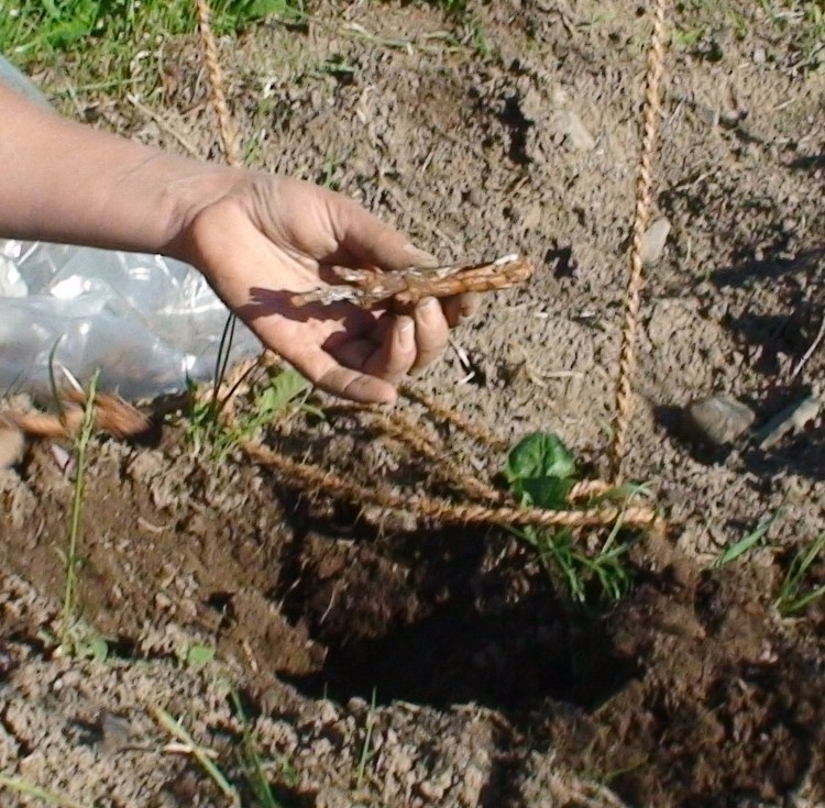 Cooperative Hop Rhizome Purchase