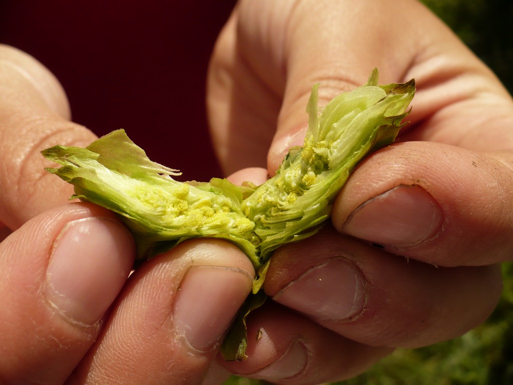 Register for the 2013 Winter Hops Conference!