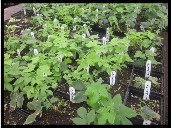 Potted Hop Plants Available for Purchase