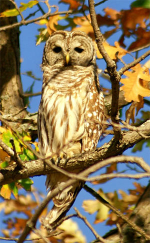 barred-owl.jpg