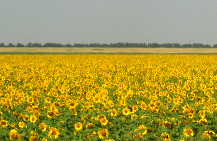 In praise of sunflower seeds
