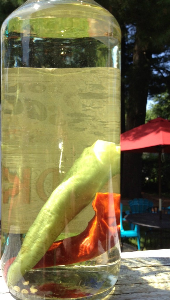 Pepper Vodka recipe in July 8th “Drink” column