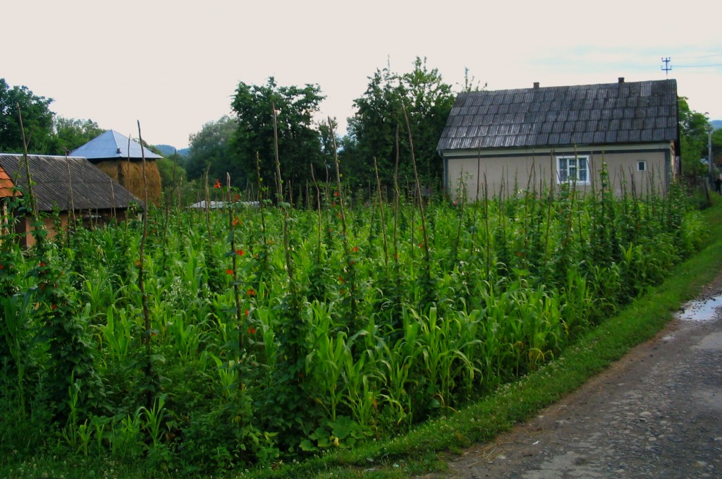 Loptatky (pole beans), early summer, Zakarpattia