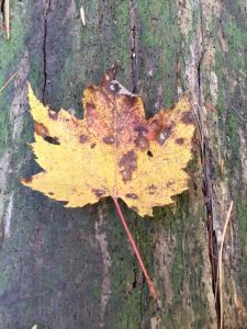 phenology-red-maple