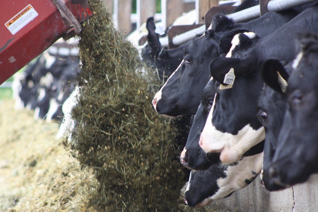 Feeding time at the UVM's Miller Farm