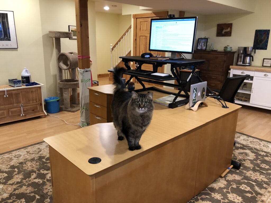 L-shaped desk in basement. Cat is standing on edge of desk looking at camera.