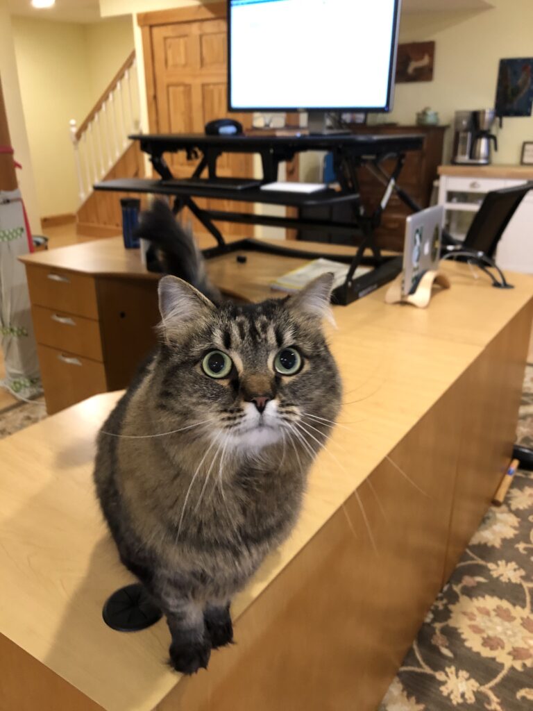 Cat looking into the camera while sitting on an L-Shaped desk with a computer monitor on a stand on the desk. Desk is in basement office with cat tree and stairs in background.