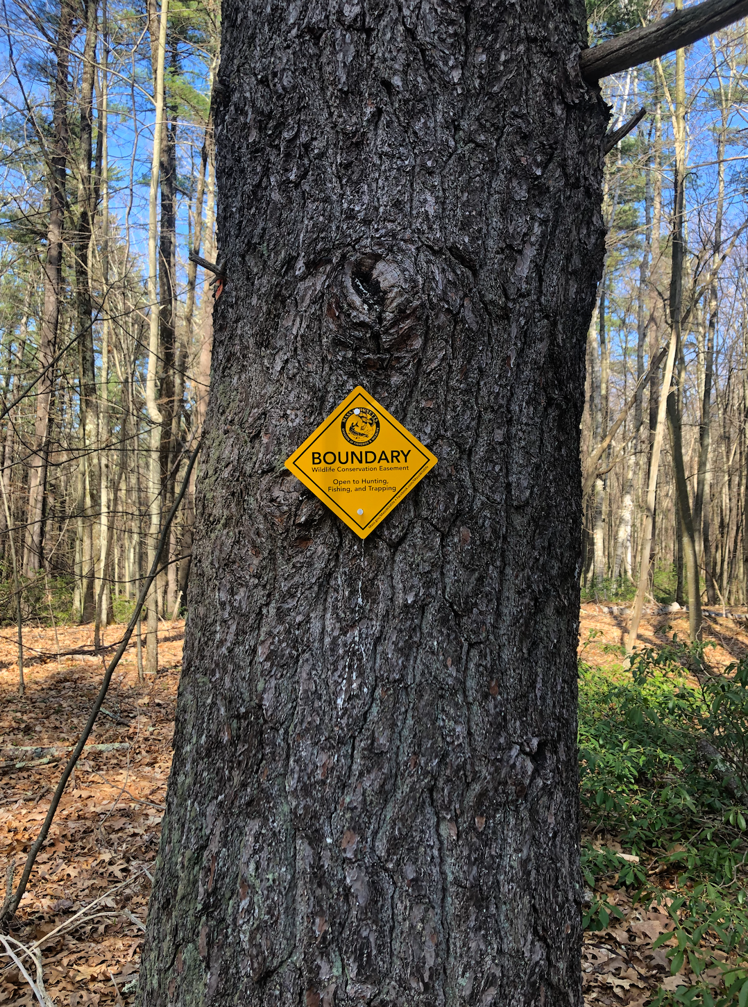 The Last Installment – Centennial Woods Phenology