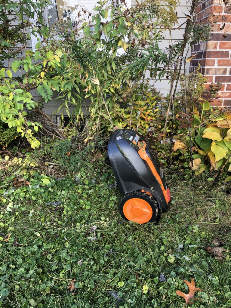 Robotic mower drives up a milkweed plant