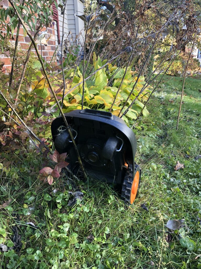 Robotic mower hung up on a large milkweed plant