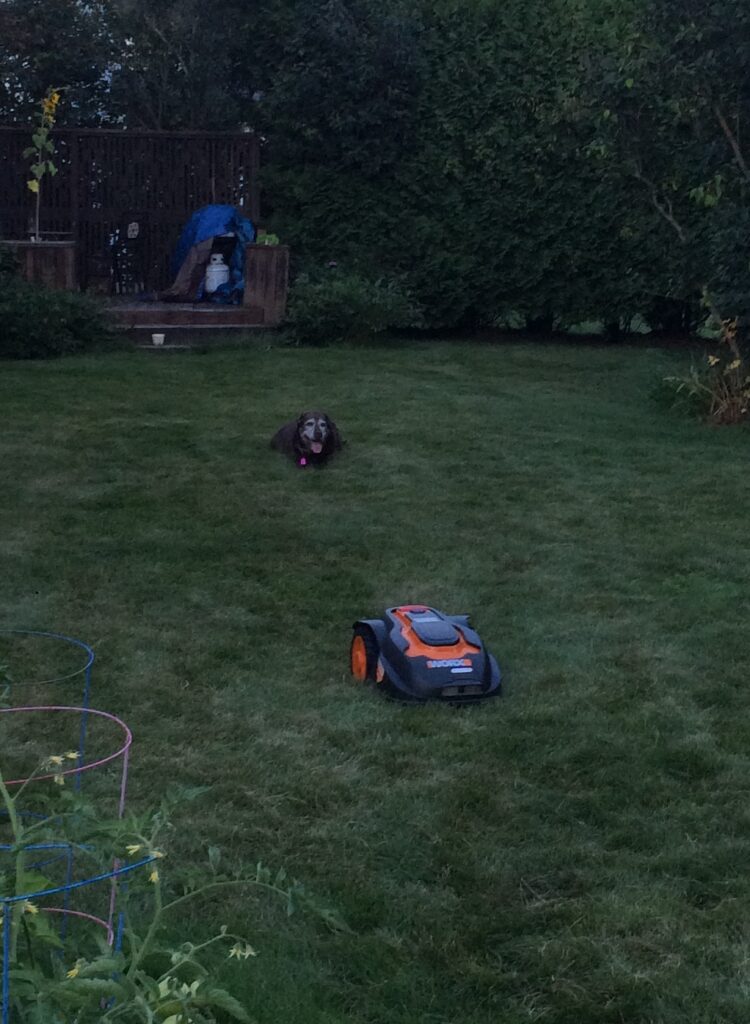 Photo of a dog and a robotic mower.