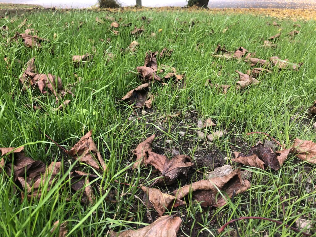 Newly-planted grass with a bare area near the photographer.