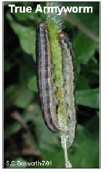 Armyworm Alert!