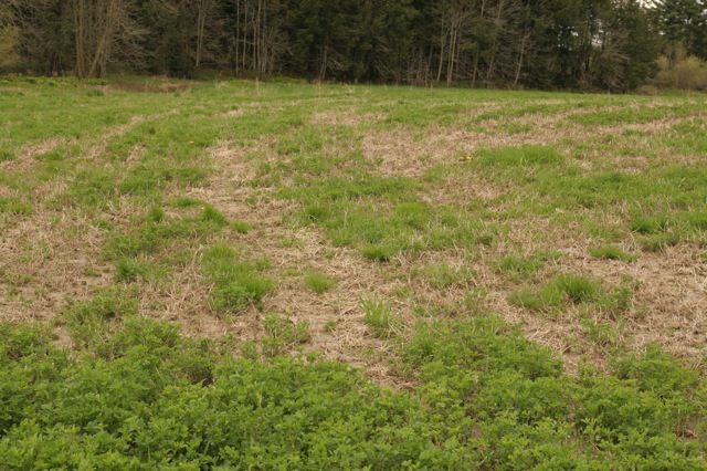 Evaluating and Managing Alfalfa Stands for Winter Injury