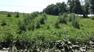 Thistles!