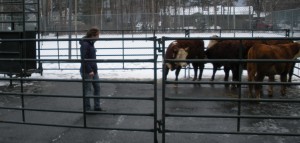A low-stress livestock handling student practices what she's just learned.
