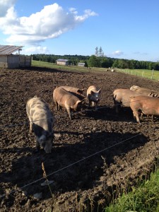 Pastured pigs at Snug Valley Farm