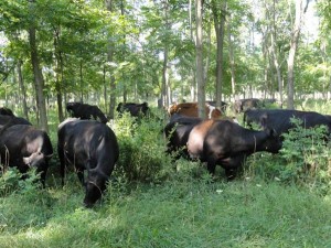 Silvopasture (cows grazing under trees)