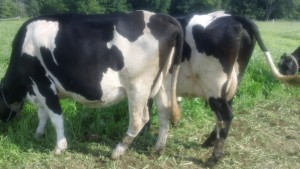 Cows wearing electronic loggers (wrapped in low-hind left leg) for grazing activity