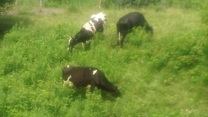 Cows grazing diverse pastures at Choiniere Farm