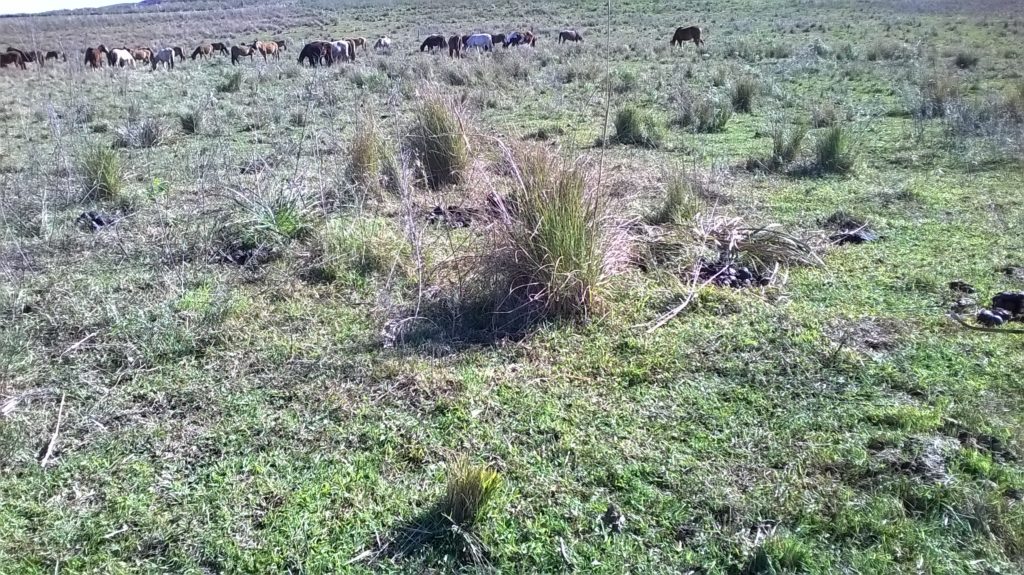 » Why are horses such good cow followers? : VT Pasture Network