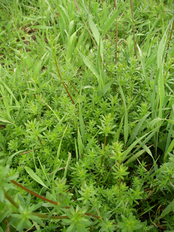 Comstockbedstraw.jpg