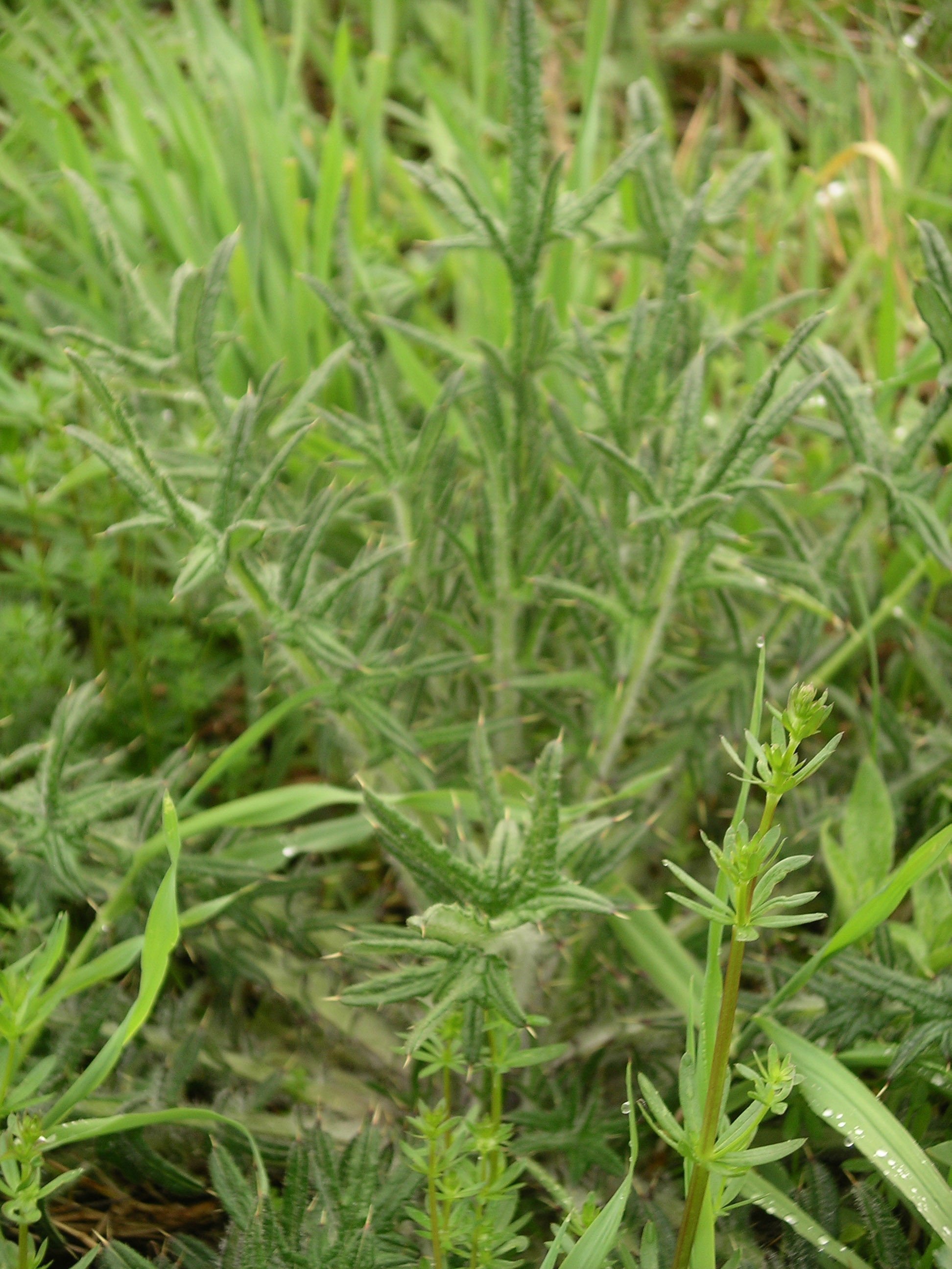 Comstockthistle.jpg