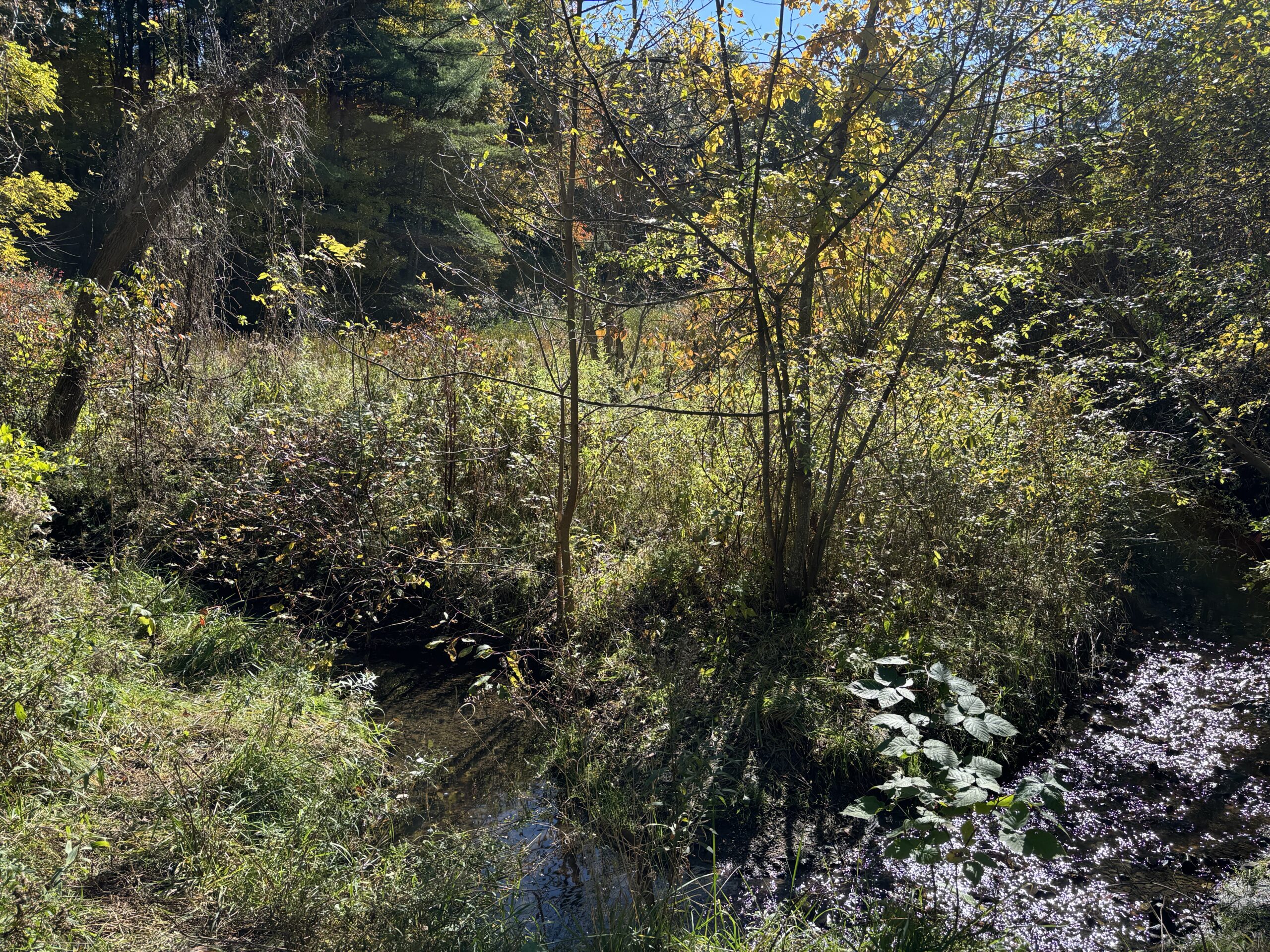 This image has an empty alt attribute; its file name is IMG_0699-scaled.jpg