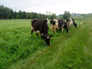 Cows Grazing Millet