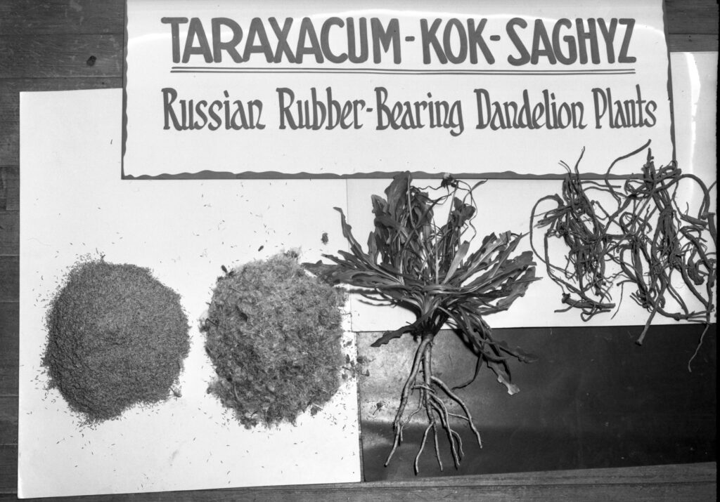 Sign reading Taraxacum-Kok-Saghyz, Russian Rubber-Bearing Dandelion Plant above seed for planting, chaff, a fresh green plant, and dried roots.