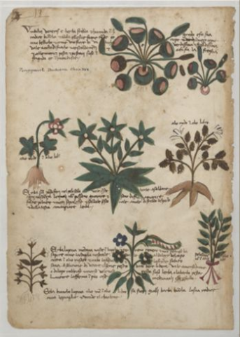Italian herbal