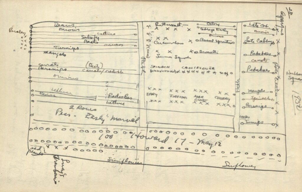 Hand-drawn plan of a vegetable garden, showing where different vegetables were planted.