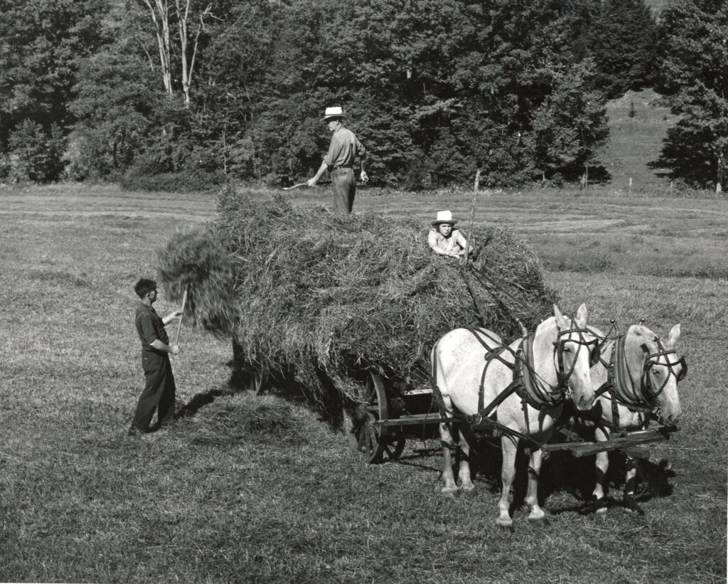 In a field, two men load hay on to a horse-drawn wagon driven by a young woman.